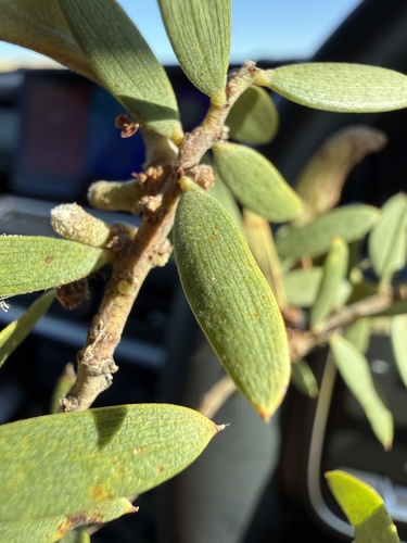 Acacia oswaldii observed 2026-10-15