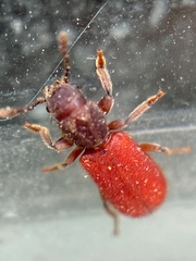 Zenodosus sanguineus