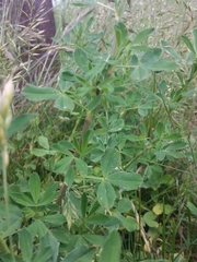 Lotus corniculatus