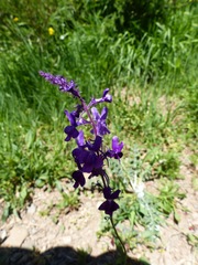 Linaria elegans