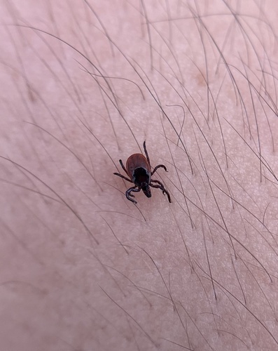 Eastern Black-legged Tick