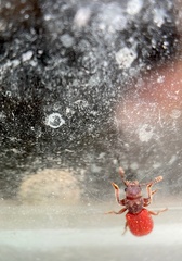 Zenodosus sanguineus