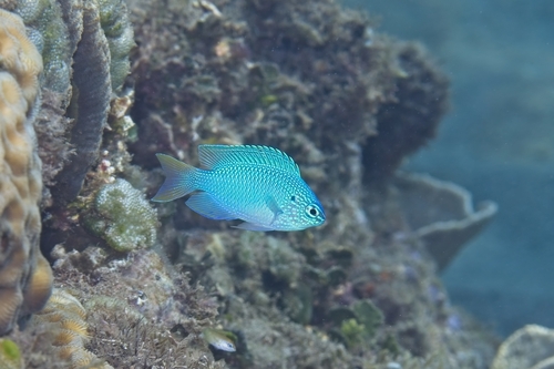 Pomacentrus pavo observed 2026-10-14