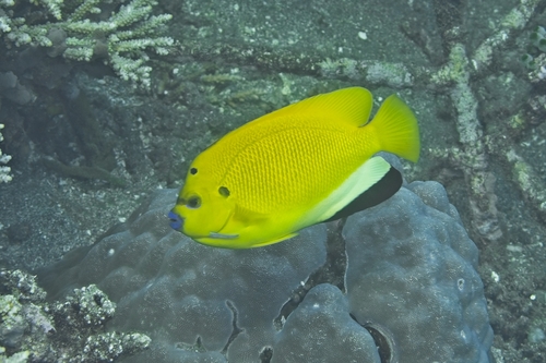 Apolemichthys trimaculatus observed 2026-10-14