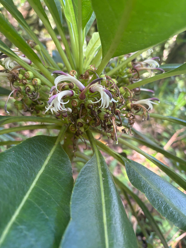 Cyanea coriacea, 2026-10-13