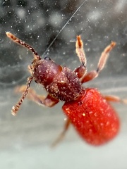 Zenodosus sanguineus