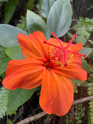 Hibiscus kokio observed 2026-10-13