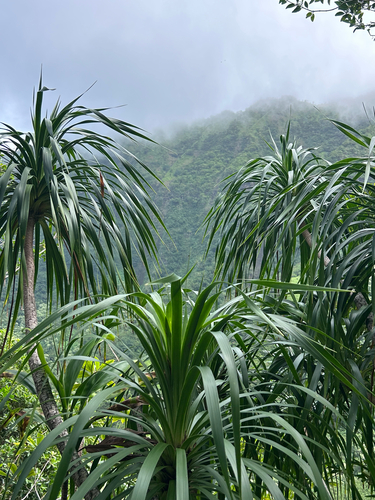 Dracaena aurea observed 2026-10-13