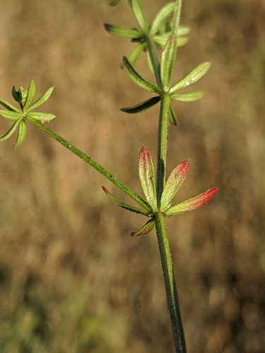 Image of Galium parisiense by no rights reserved