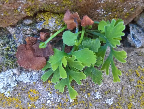 Asplenium ruta-muraria iNat (3)