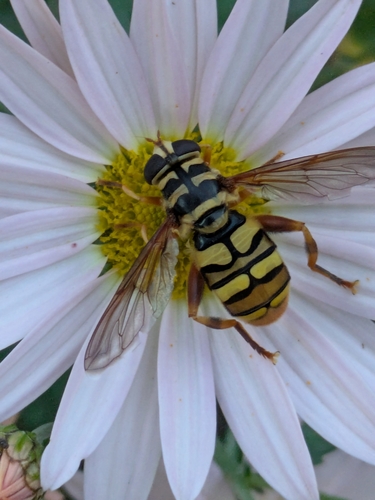 Virginia Giant Hover Fly