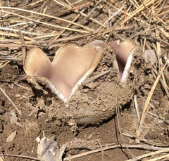 Sarcosphaera coronaria