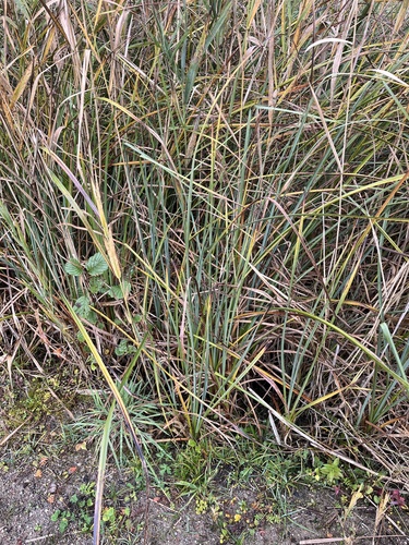 Cladium mariscus observed 2026-10-14