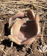 Sarcosphaera coronaria