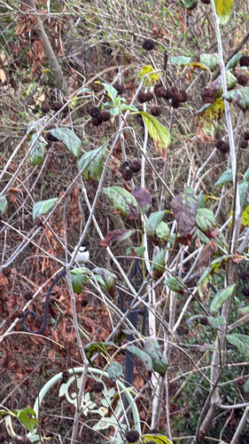 Carolina Chickadee