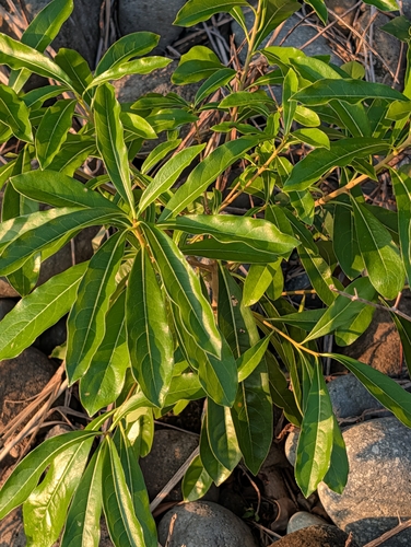 Pittosporum pentandrum observed 2026-10-15