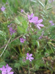 Erodium cicutarium