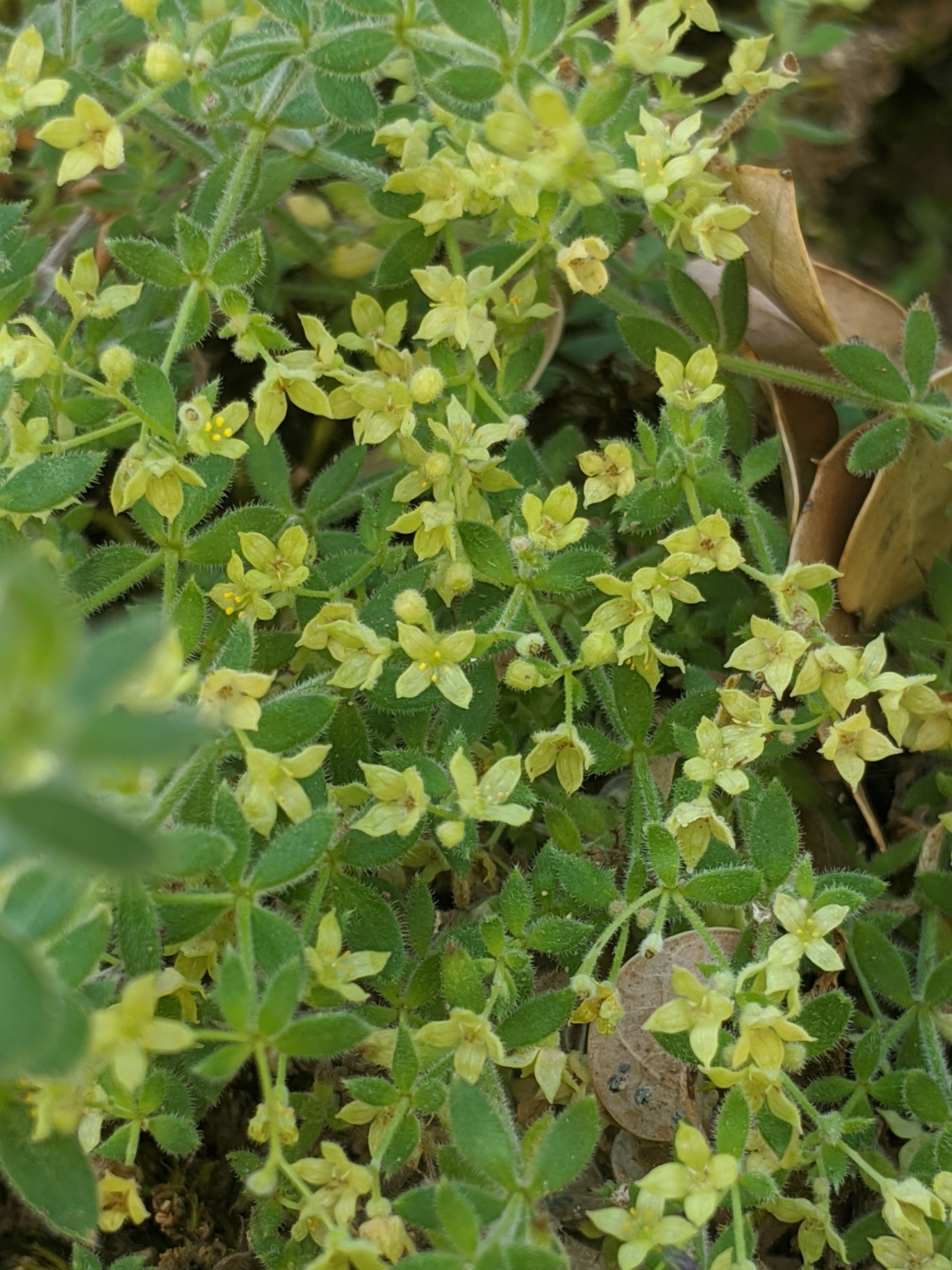 Galium californicum ssp. luciense