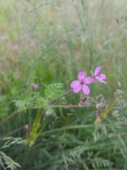 Erodium cicutarium