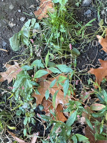 low smartweed