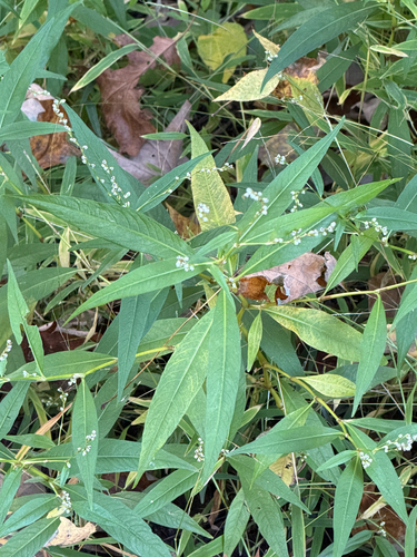Dotted Smartweed
