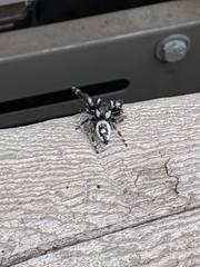 Phidippus audax