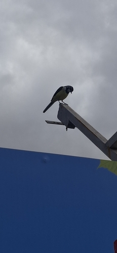 iNaturalist image