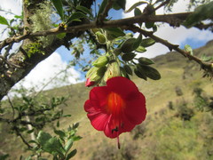 Cantua buxifolia