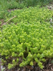 Sedum acre