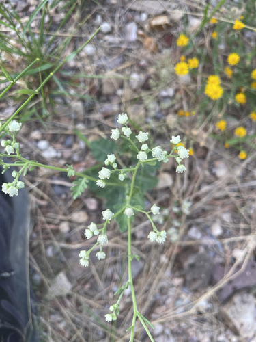 Parthenium confertum, 2026-10-14
