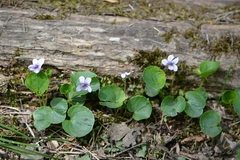 Viola palustris