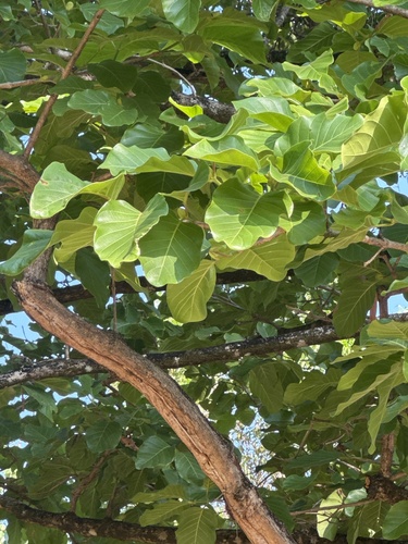 Nauclea orientalis observed 2026-10-15