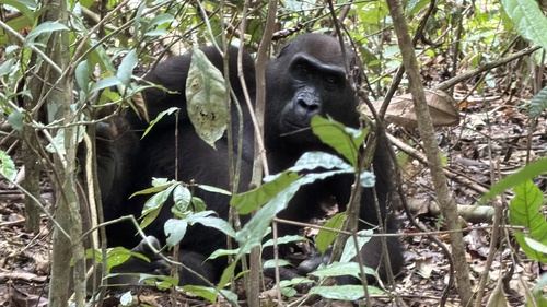 Gorilla gorilla observed 2026-10-11