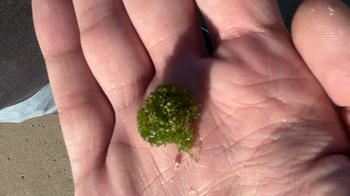 Cladophora observed 2026-10-14