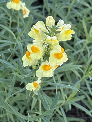 common toadflax