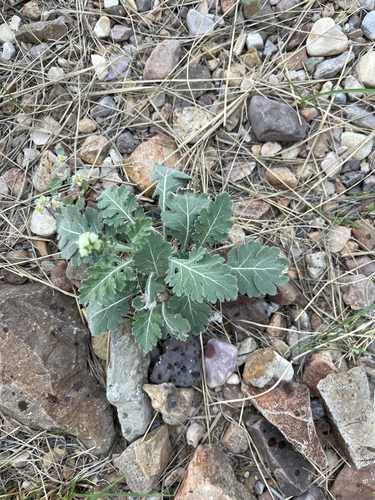Parthenium confertum, 2026-10-14