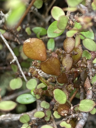 Korthalsella lindsayi observed 2026-10-15
