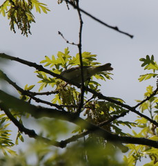 Vireo gilvus