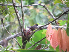 Mitrospingus cassinii