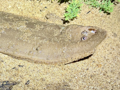Cynoglossus observed 2026-10-12