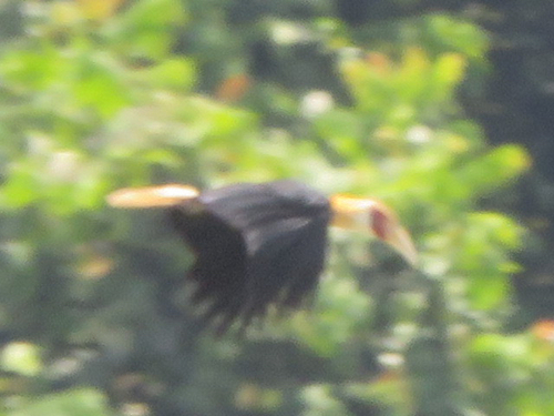 Rhyticeros plicatus observed 2026-10-13