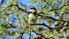 Microspingus torquatus