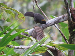 Mitrospingus cassinii