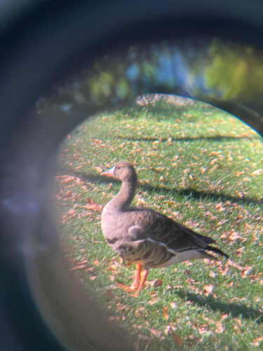 Greater White-fronted Goose