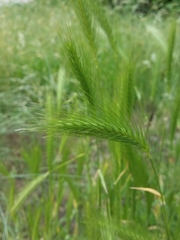 Hordeum murinum