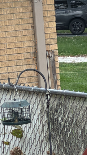 Downy Woodpecker
