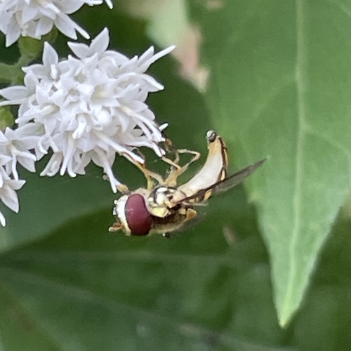 Oblique Streaktail