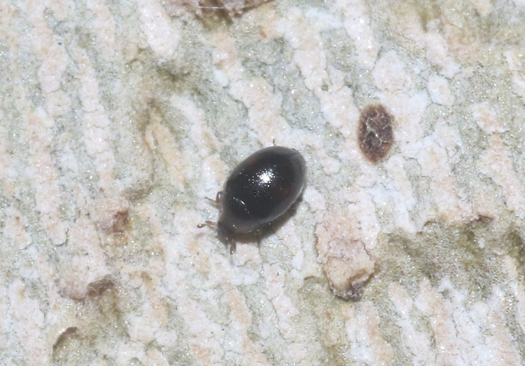 Nipus occiduus