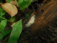 Tremella fuciformis
