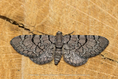 Eupithecia schiefereri